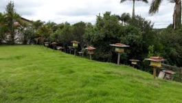 apiario-adriano-faria-mel-em-socorro-sp (3)