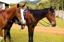 encantos-da-natureza-turismo-rural-passeio-a-cavalo-em-socorro-sp